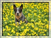 Kwiaty, Australian cattle dog, Łąka