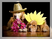 Kwiaty, Psy, Golden Retriever