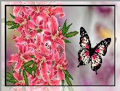 Grafika, Kwiaty, Motyl