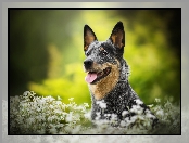 Gwiazdnica, Kwiaty, Australian cattle dog, Pies, Łąka