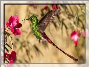 Koliber, Kwiaty, Ptak