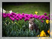 Tulipany, Kot, Kwiaty
