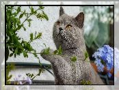 Kwiaty, Kot brytyjski krótkowłosy, Gałązki