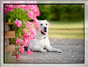 Kwiaty, Pies, Labrador Retriever