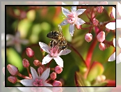 Makro, Kwiaty, Pszczoła