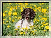 Mniszek, Kwiaty, Springer spaniel angielski, Pies, Łąka