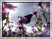 Kwiaty, Motyl