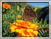 Motyl, Kwiaty, Aksamitki