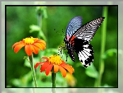 Motyl, Kwiaty, Cynie