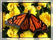 Kwiaty, Obraz, Motyl monarcha