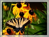 Paź królowej, Motyl, Kwiaty, Żółte, Rudbekia