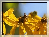 Kwiaty, Owad, Żółte, Pszczoła