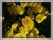 Kwiaty, Pająk, Żółte, Wiesiołek