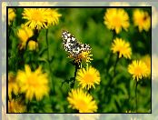 Kwiaty, Polowiec szachownica, Żółte, Motyl