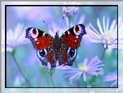 Kwiaty, Rusałka Pawik, Motyl