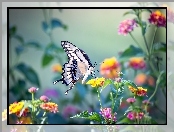 Kwiaty, Motyl, Paź królowej