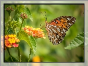 Kwiaty, Motyl, Perłowiec malinowiec