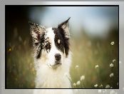 Kwiaty, Łąka, Border collie, Pies, Mordka