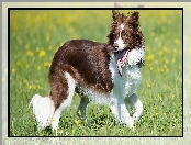 Kwiaty, Trawa, Border collie, Pies, Łąka