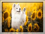 Pies, Samojed, Słoneczniki, Kwiaty