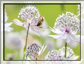 Pszczoła, Kwiaty, Jarzmianka