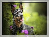 Rośliny, Kwiaty, Australian cattle dog, Pies, Mordka