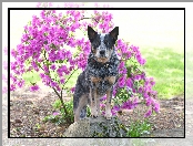 Różanecznik, Kwiaty, Australian cattle dog, Pies, Obroża