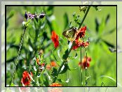 Rozmycie, Kwiaty, Motyl