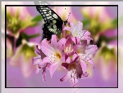 Kwiaty, Grafika, Różowe, Motyl