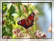 Kwiaty, Motyl, Rusałka Pawik