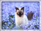 Kwiaty, Kot syjamski, Niebieskie