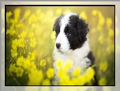 Kwiaty, Żółte, Border collie, Szczeniak, Łąka