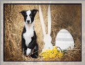 Kwiaty, Siano, Border collie, Szczeniak, Dekoracja