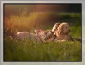 Trawa, Labradoodle, Kobieta, Trawa, Prezent, Pies, Łąka