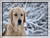 Labrador, Śnieg, Biszkoptowy, Gałęzie