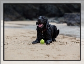 Labrador retriever, Plaża, Czarny, Piłeczka