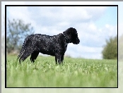 Labrador, Trawa, Czarny, Retriever