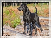 Labrador Retriever, Zarośla, Pies, Czarny, Kłody