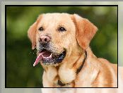 Labrador, Jęzor, Pies, Retriever