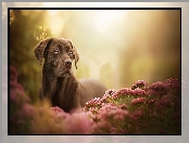 Labrador retriever, Kwiaty, Pies, Mordka