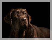 Labrador retriever, Pies, Brązowy
