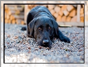 Labrador retriever, Pies, Czarny