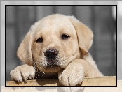 Labrador Retriever