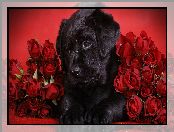 Czarny, Labrador retriever, Róże, Czerwone
