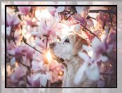 Pies, Labrador retriever, Magnolie, Kwiaty
