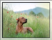 Rhodesian ridgeback