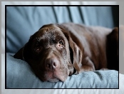 Labrador retriever, Rozmycie, Smutny, Spojrzenie