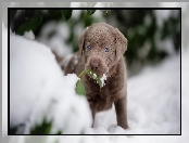 Labrador retriever, Listki, Szczeniak, Śnieg