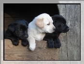 Labrador Retriever, Trzy, Szczeniaki