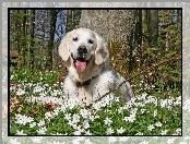 Golden retriever, Zawilce